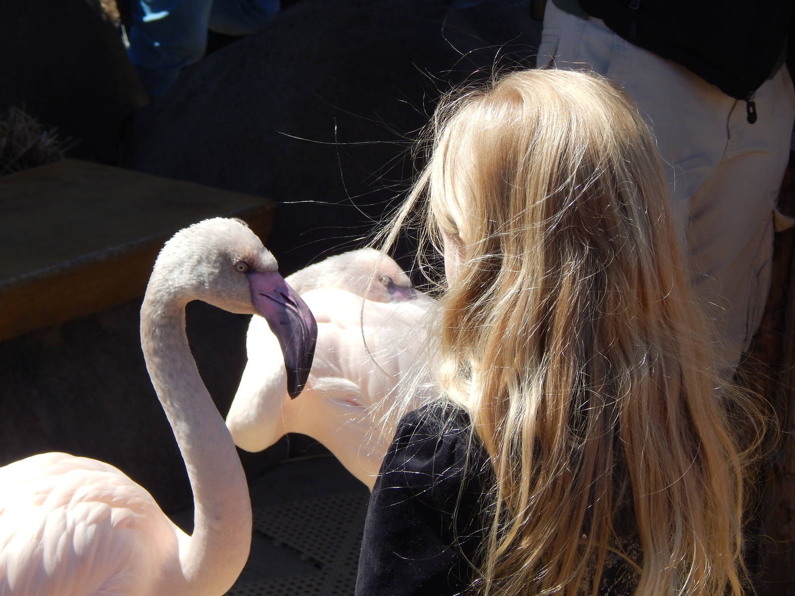Mar. 2014 - Africa - Up Close with a Flamingo