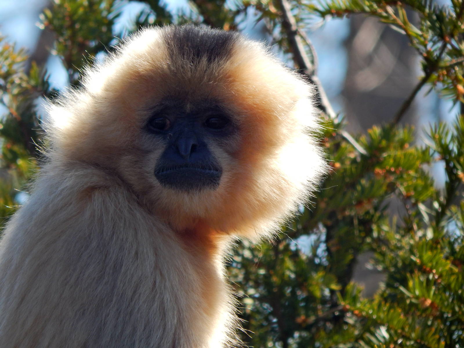 Mar. 2014 - Gibbon Islands - Buff-cheeked Gibbon