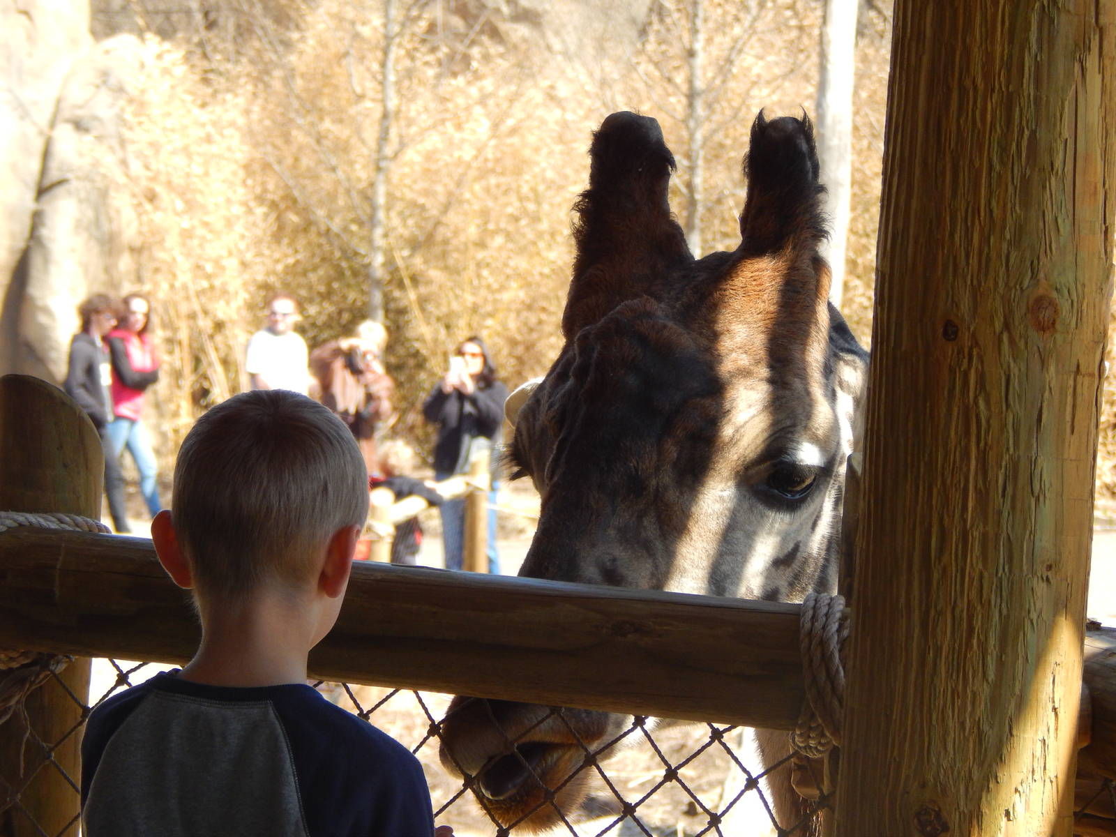 Mar. 2014 -Giraffe Ridge - Up Close with Kimba