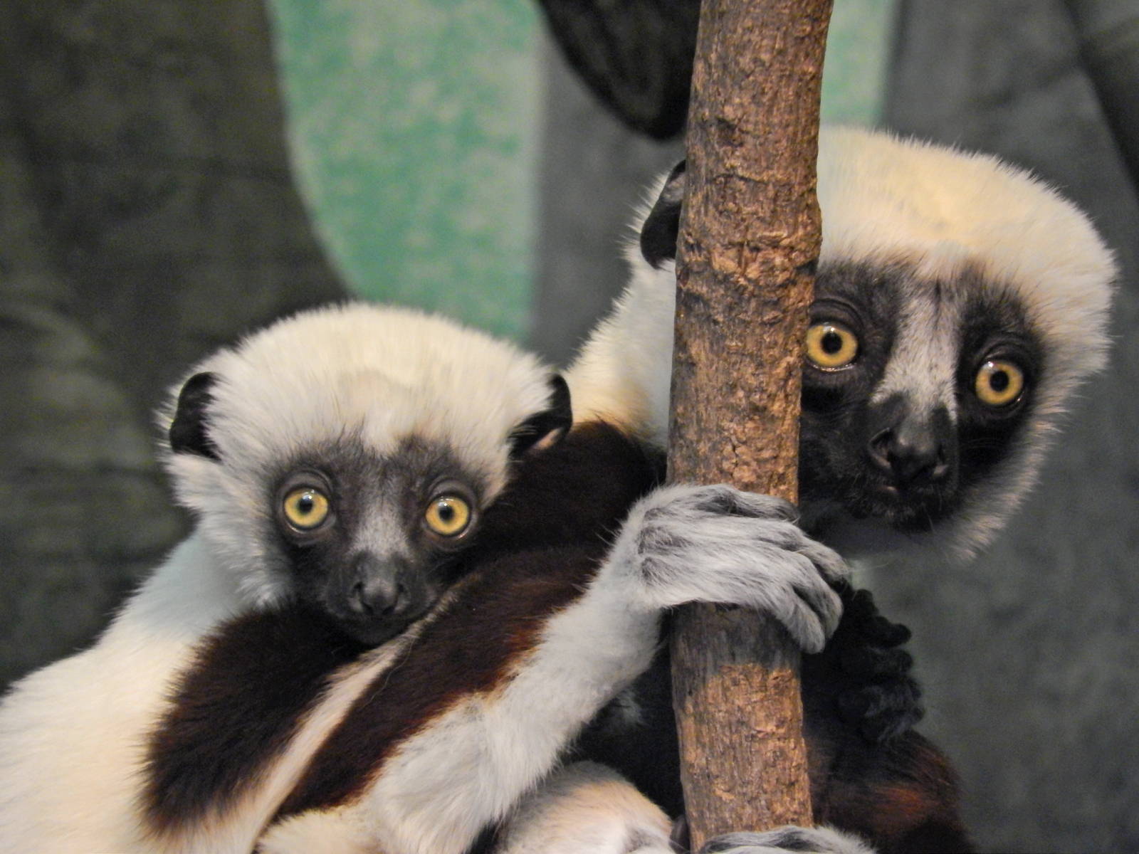 Mar. 2014 - Jungle Trails - Coquerel's Sifakas - Baby and Mother Wilhelmina