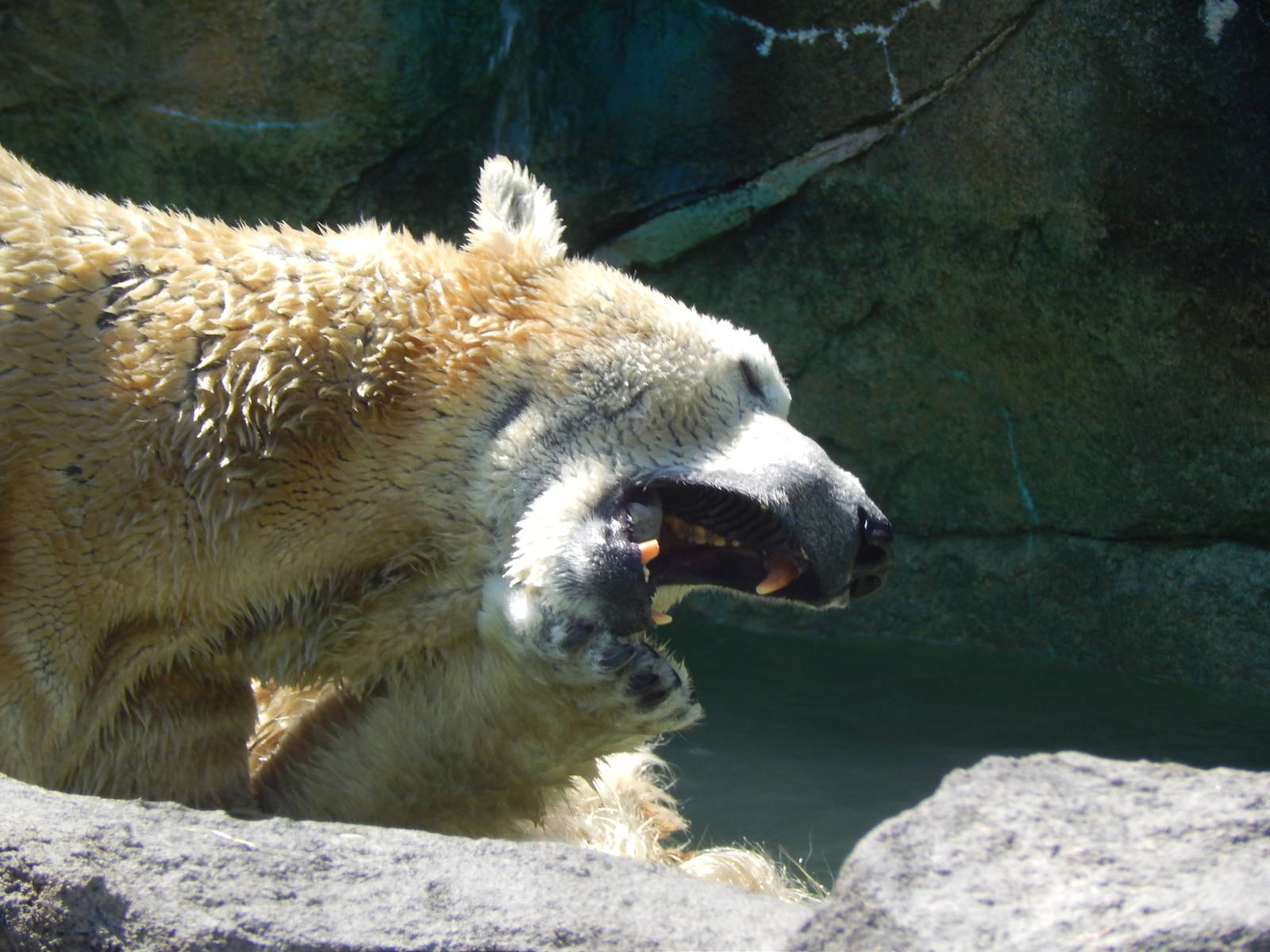 Mar. 2014 - Lords of the Arctic - Polar Bear Play Fight
