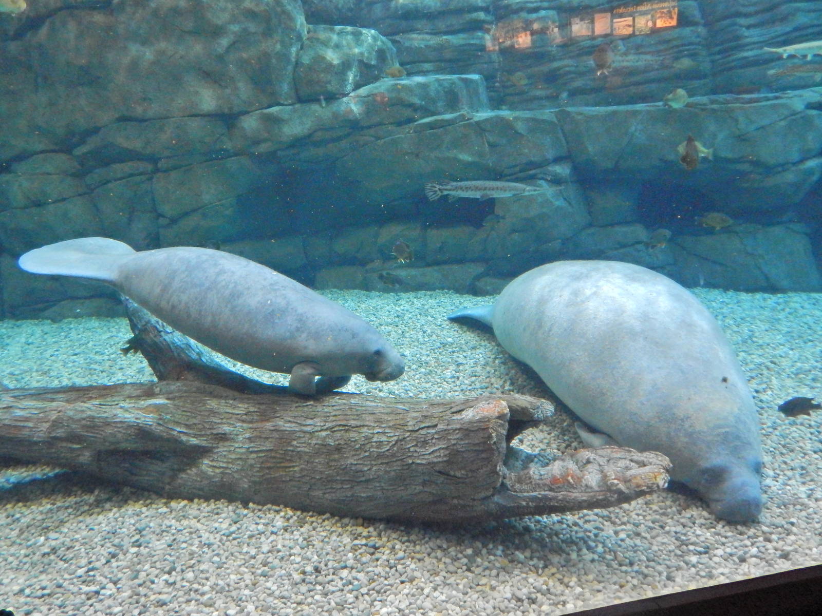 Mar. 2014 - Manatee Springs - Abigail and Betsy