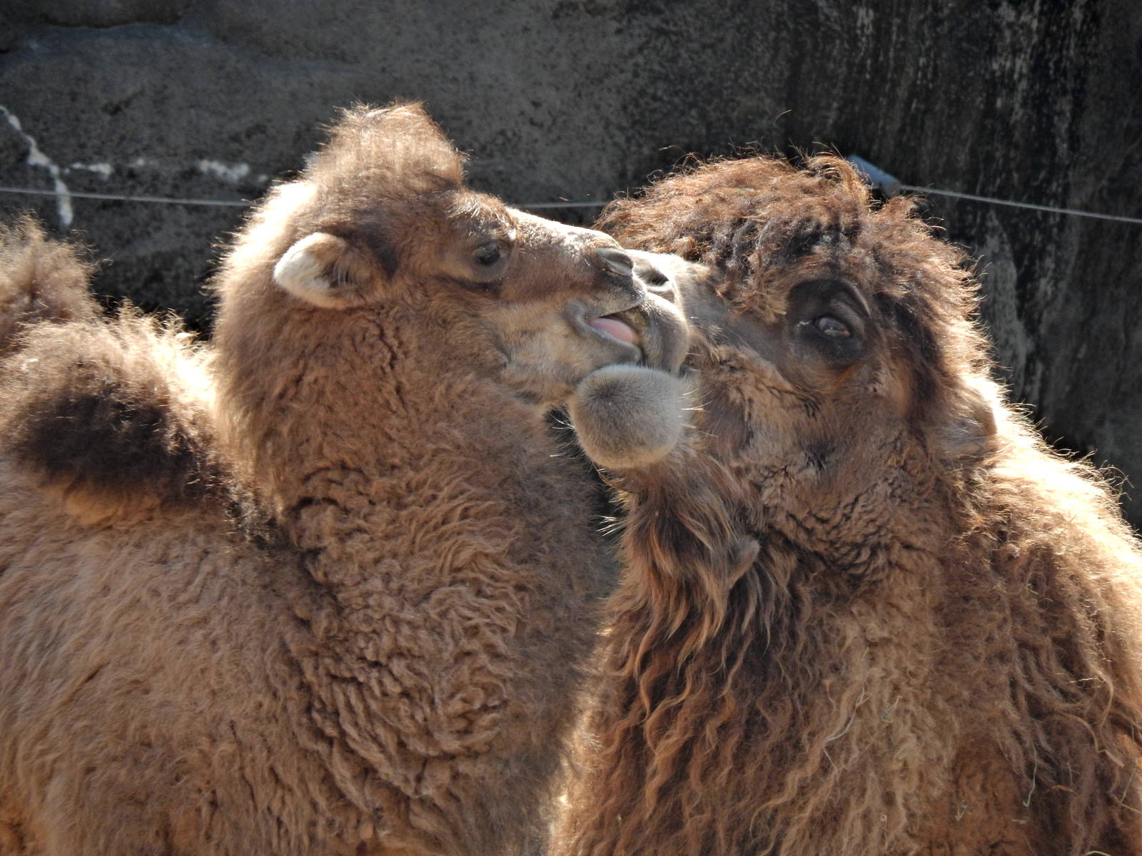 Mar. 2014 - Wildlife Canyon - Baby Jack and Mother Saari