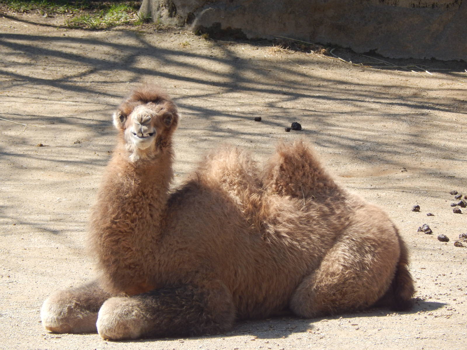 Mar. 2014 - Wildlife Canyon - Baby Jack (Zoom in on his Smile)