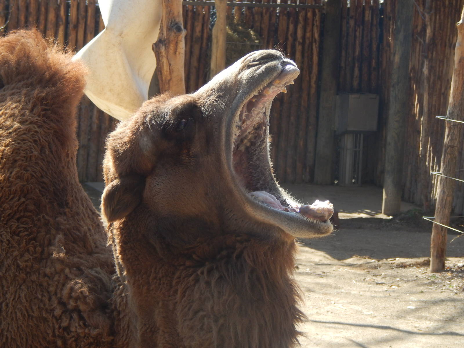 Mar. 2014 - Wildlife Canyon - Humphrey, a Bactrian Camel