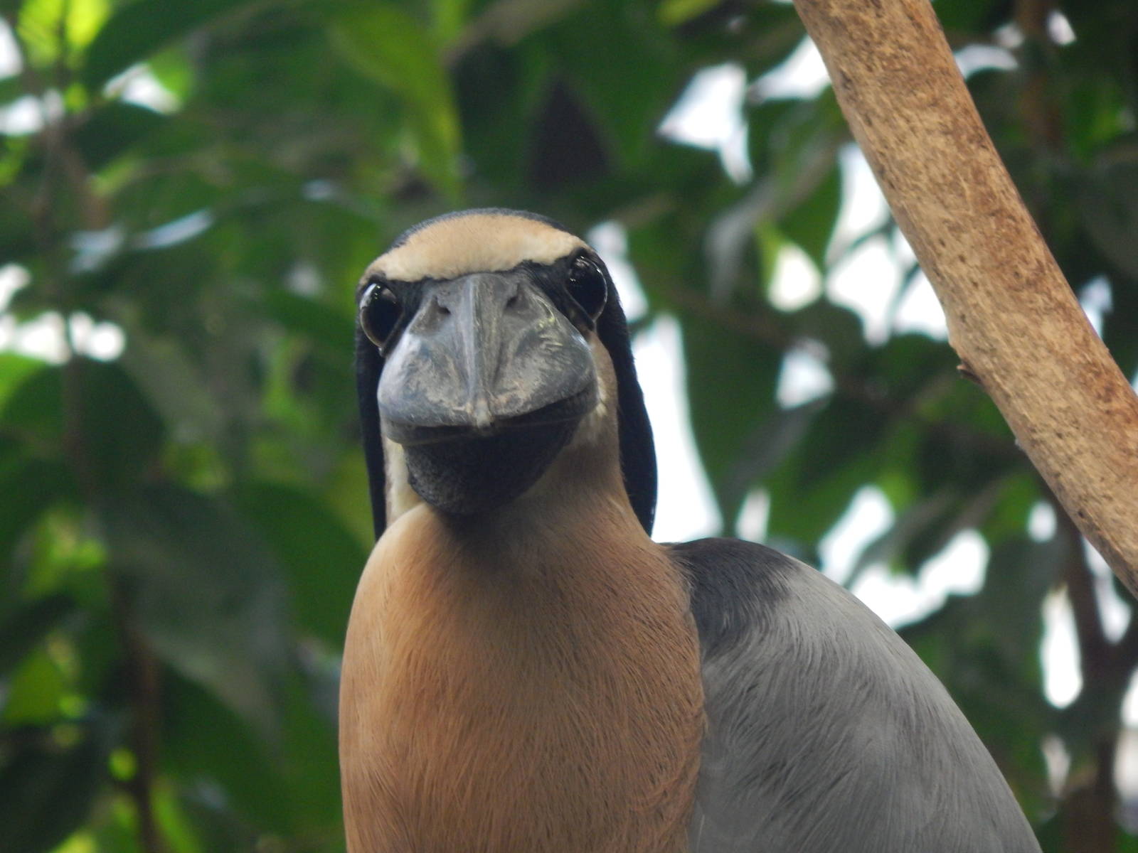 Mar. 2014 - Wings of the World - Boat-billed Heron