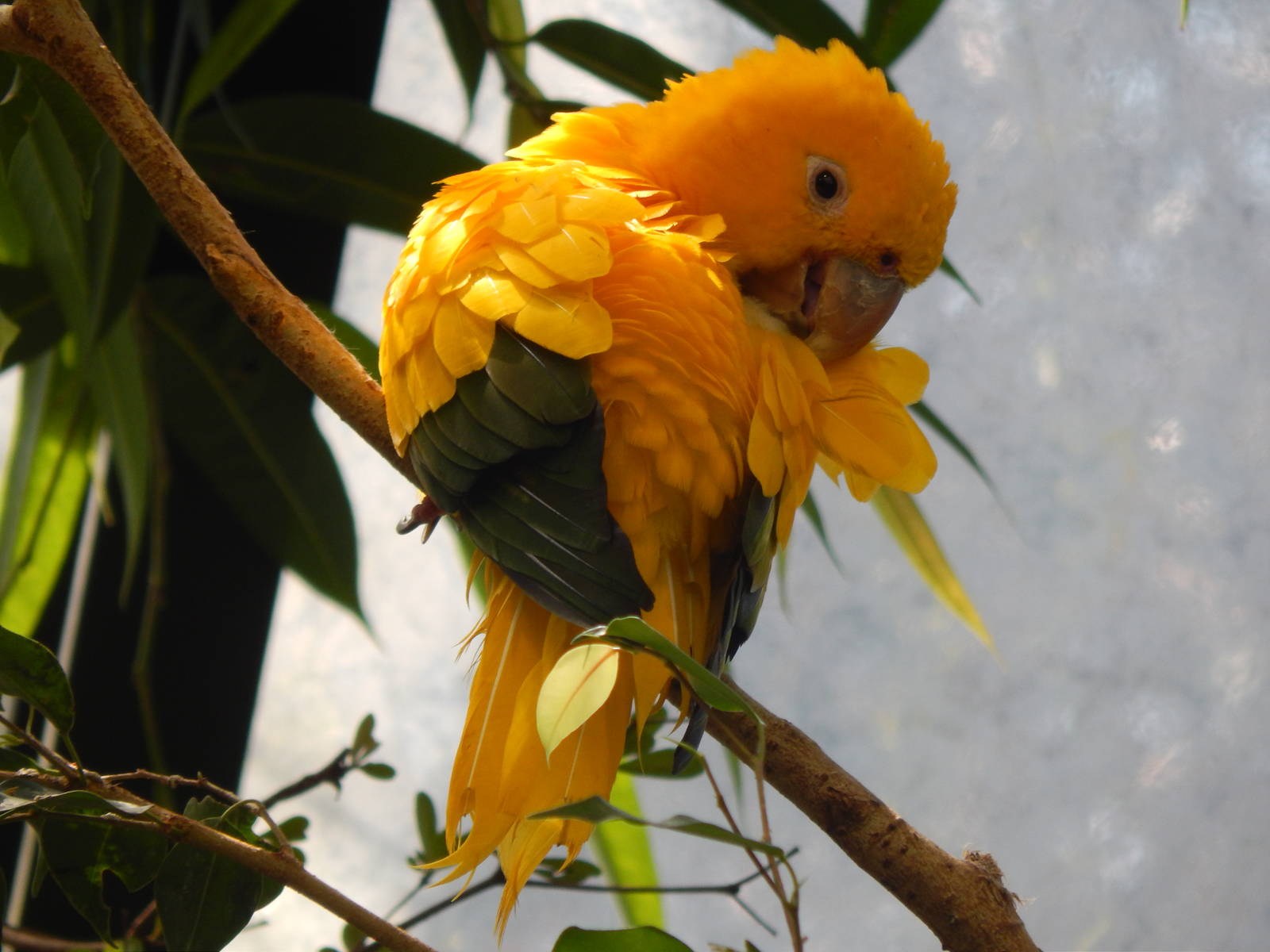 Mar. 2014 - Wings of the World - Golden Conure