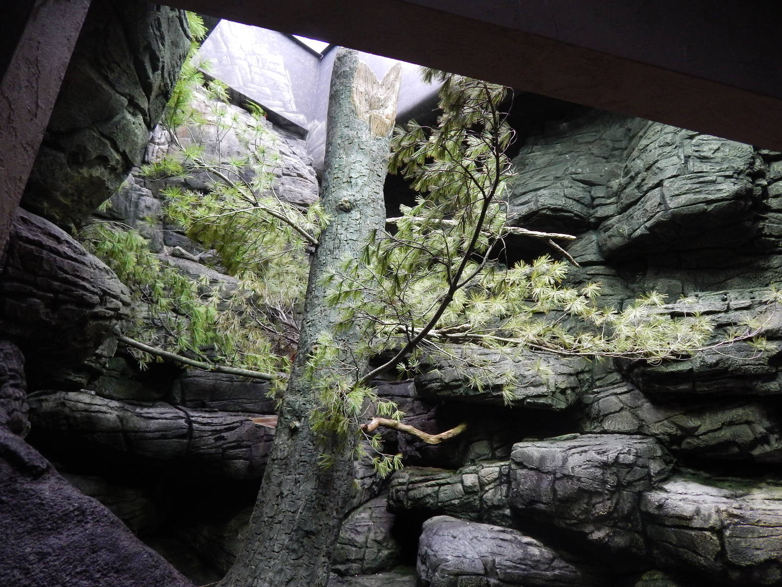 Mar. 2014 - Wings of the World - Montane (Barrierless) Exhibit (2 Species)