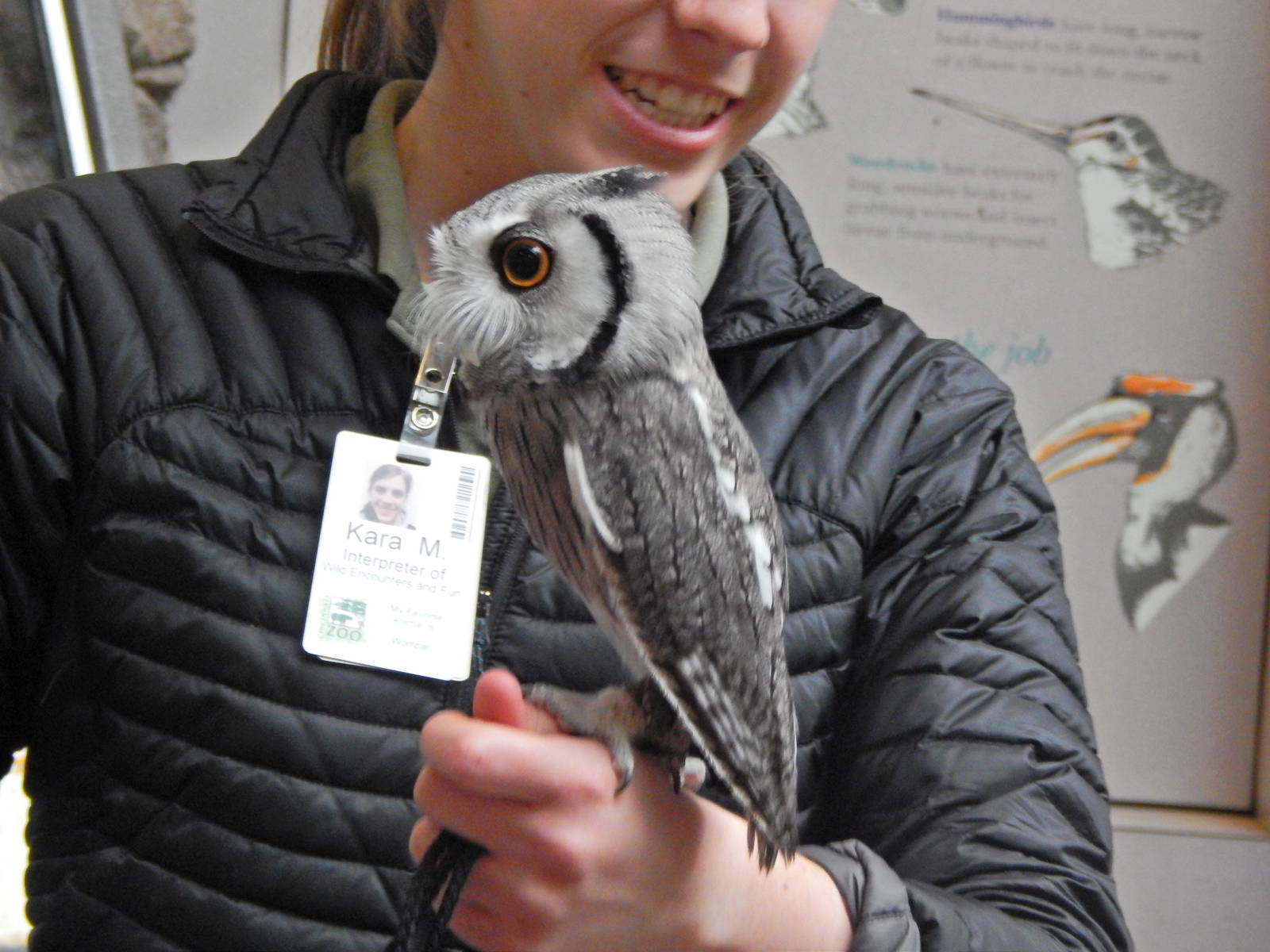 Mar. 2014 - Wings of the World - Northern White-faced Owl Encounter