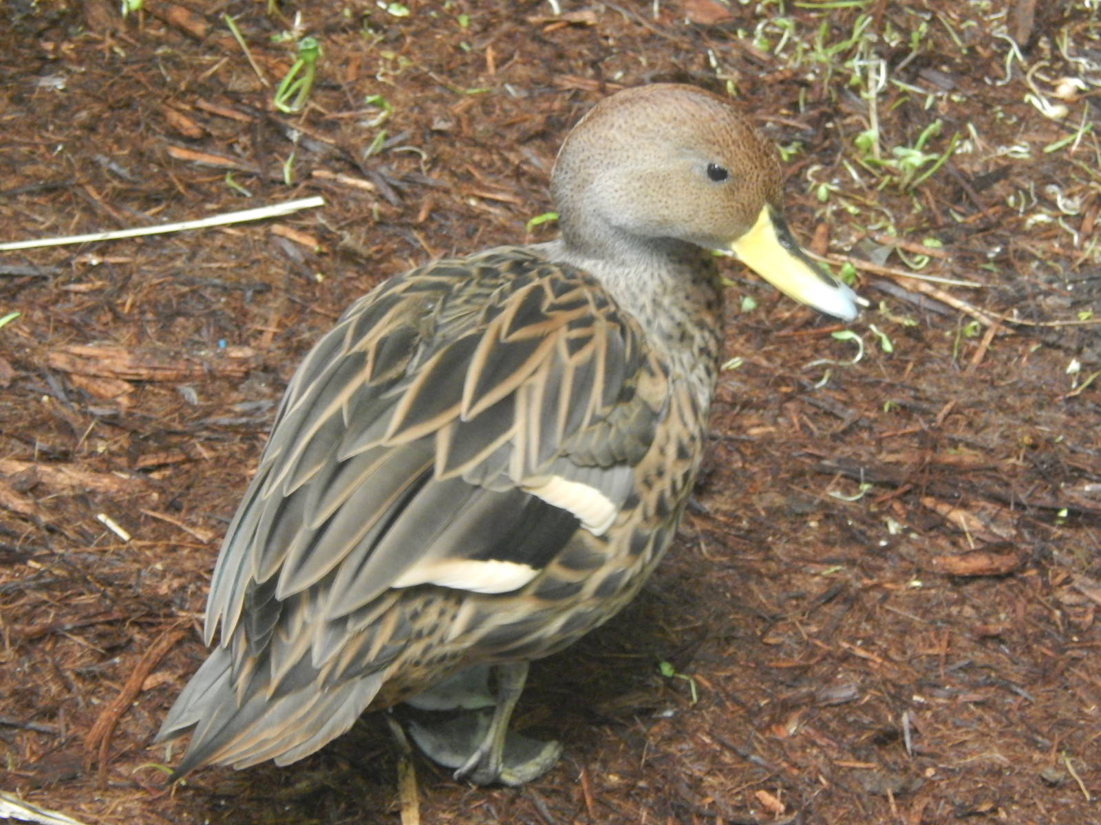 Mar. 2014 - Wings of the World - Red Shoveler