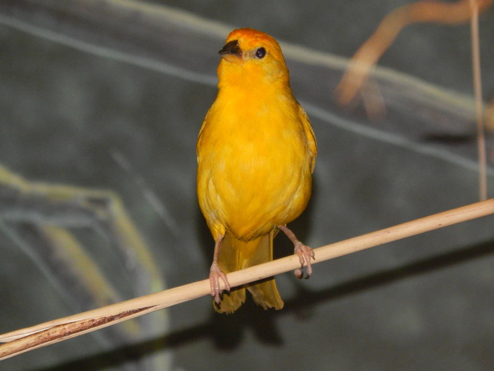 Mar. 2014 - Wings of the World - Saffron Finch