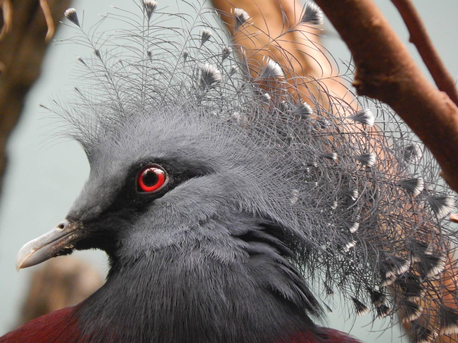 Mar. 2014 - Wings of the World - Victoria Crowned Pigeon