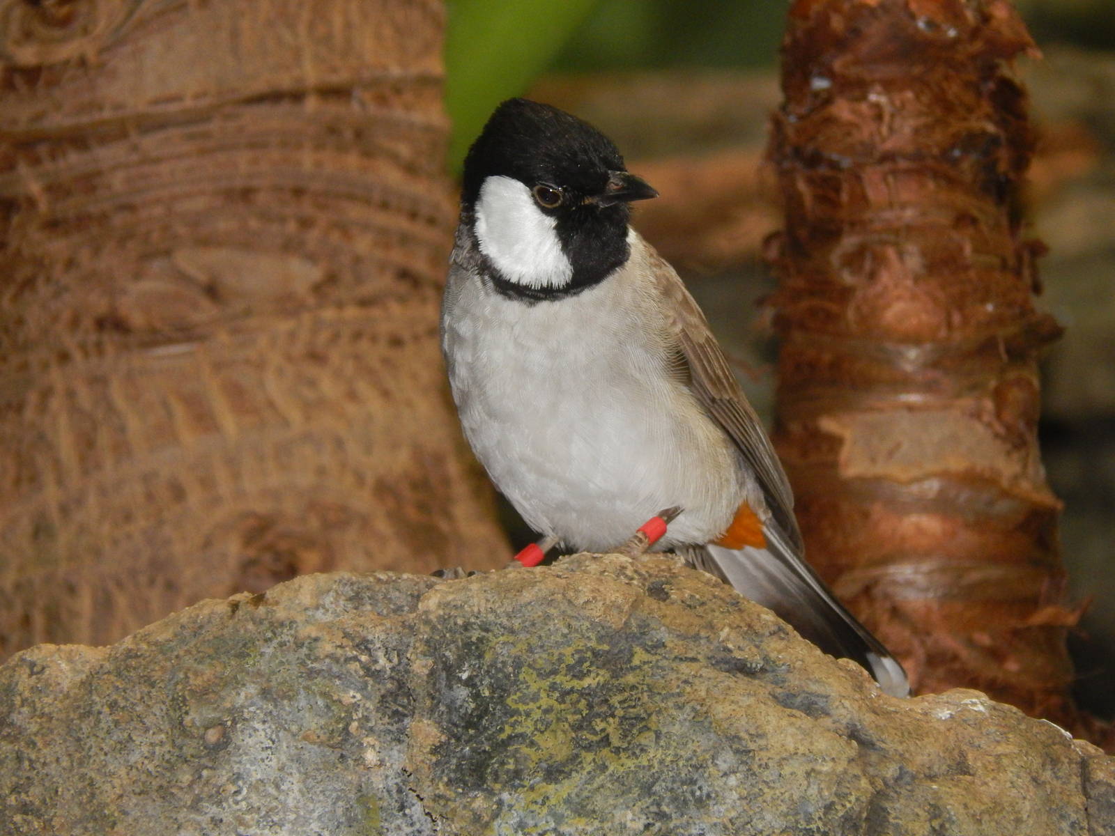 Mar. 2014 - Wings of the World - White-eared Bulbul