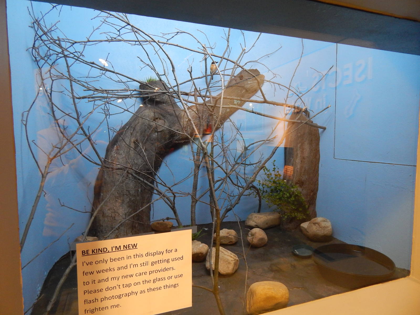 Mar. 2014 - World of the Insect - Micronesian Kingfisher Exhibit (New in 20