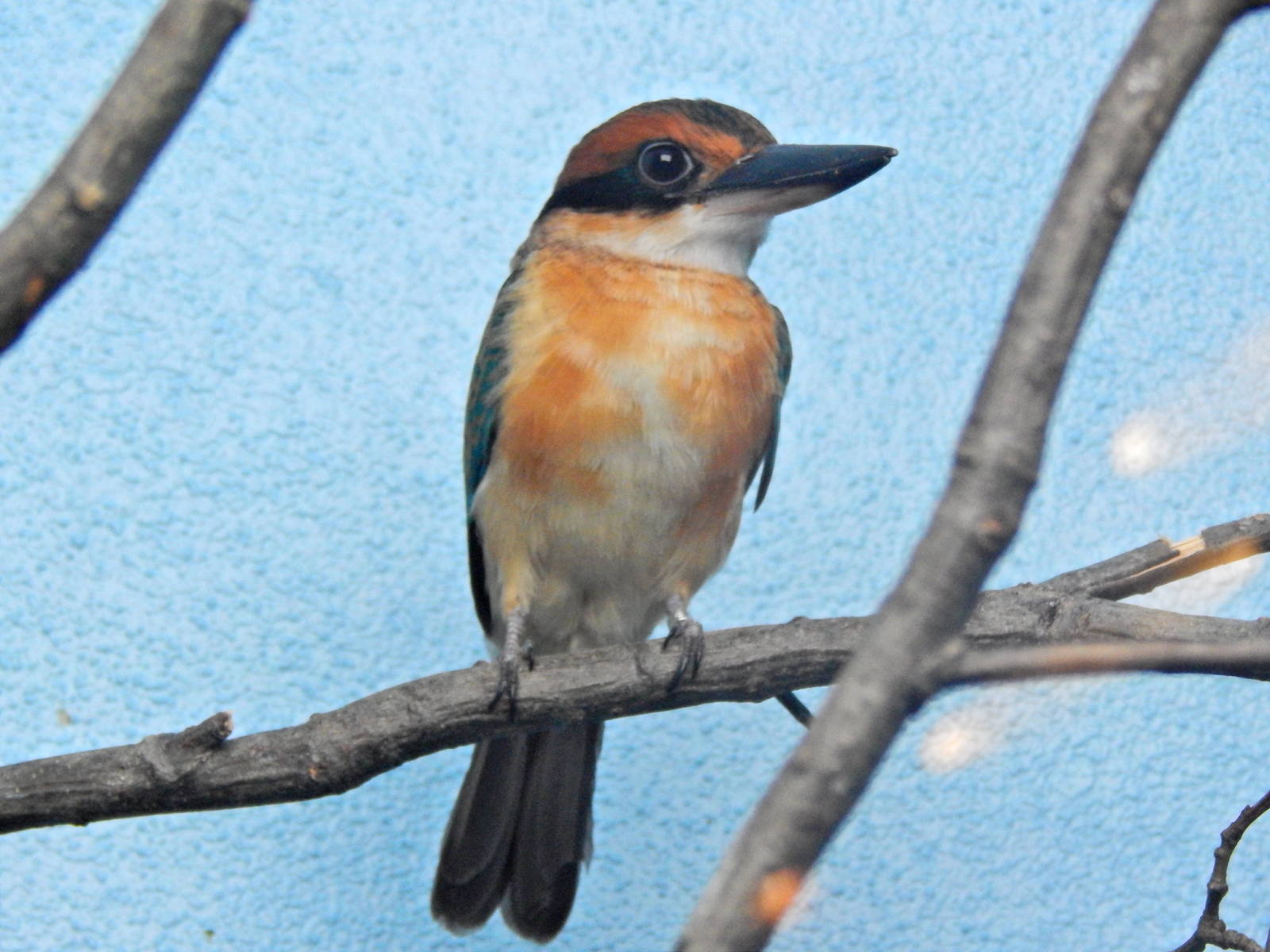 Mar. 2014 - World of the Insect - Micronesian Kingfisher