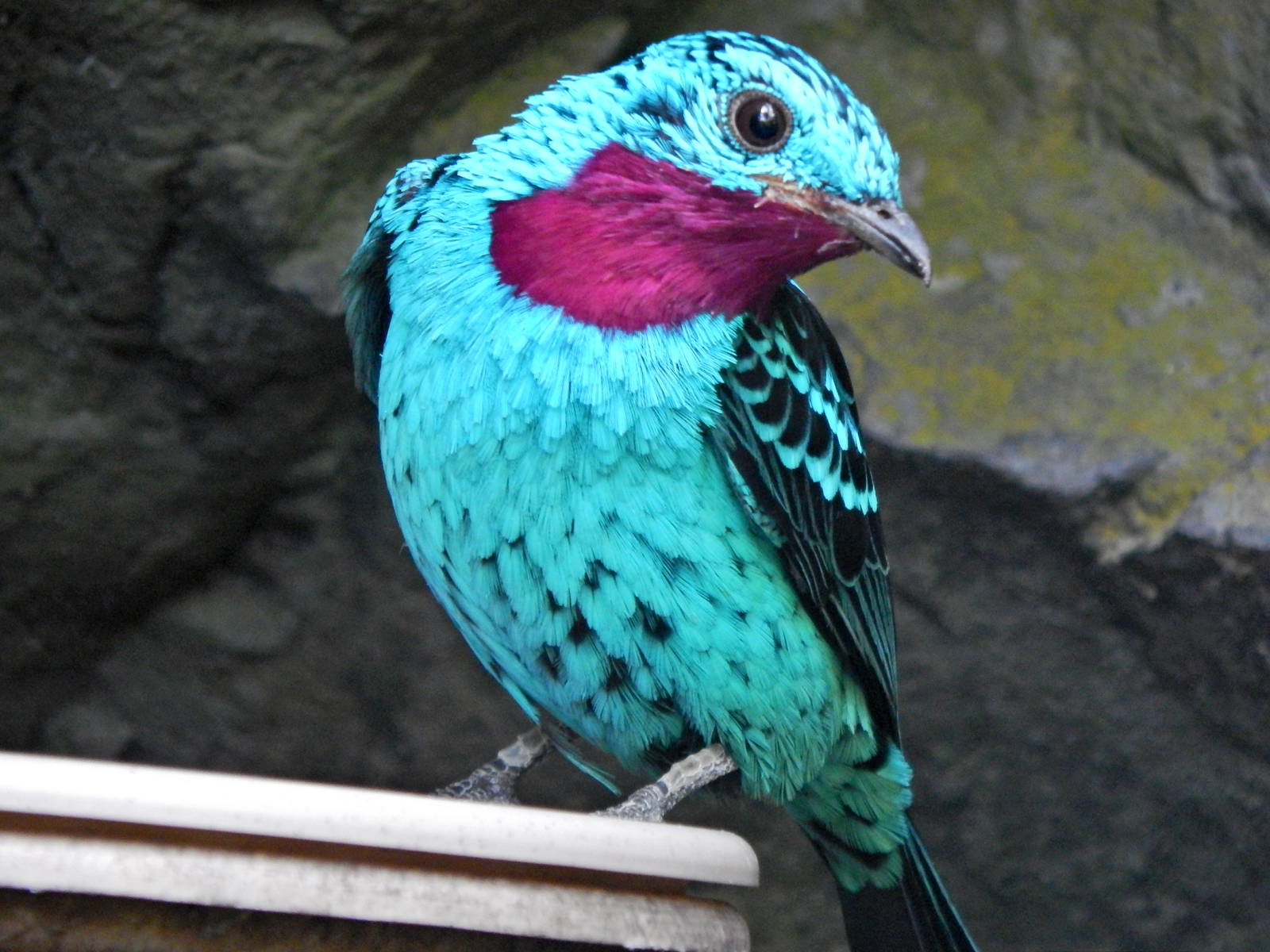 Mar. 2014 - World of the Insect - Spangled Cotinga