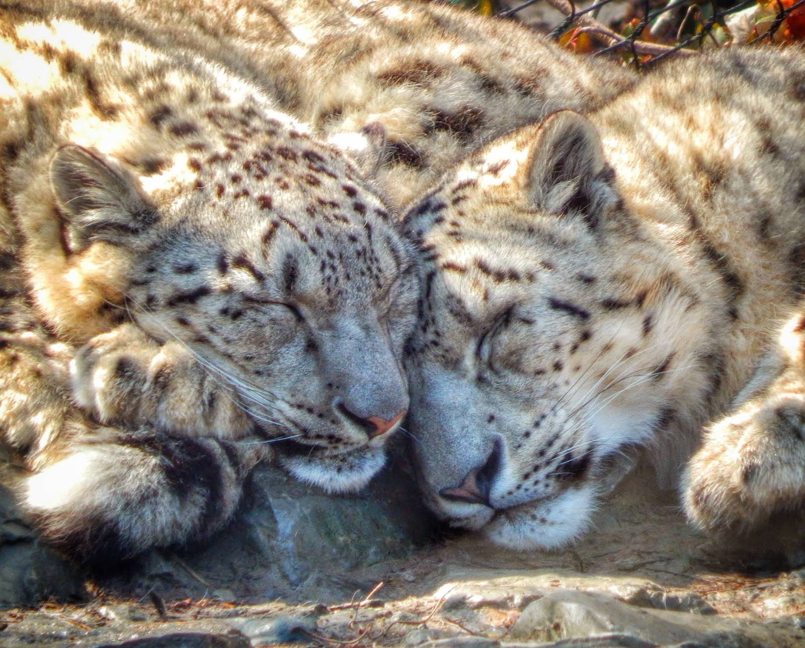 Mar. 2015 - Cat Canyon - Renji + Nubo Cuddle