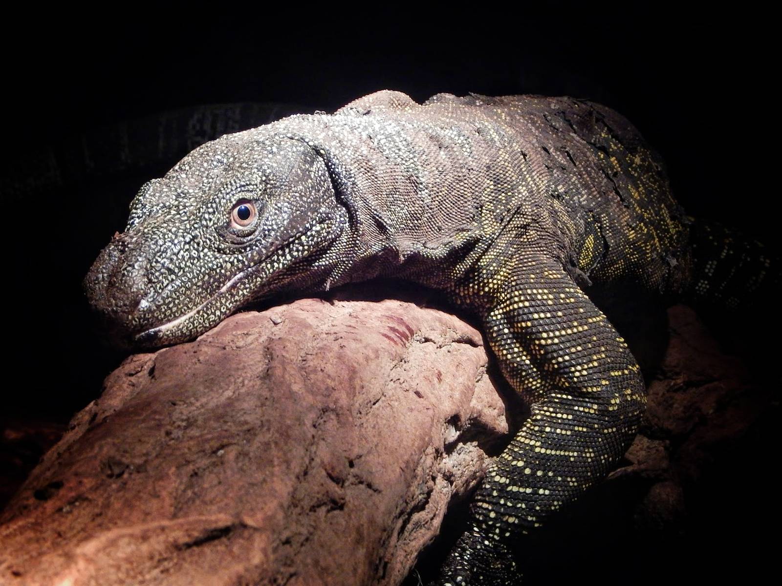 Mar. 2015 - Dragons! - Crocodile Monitor
