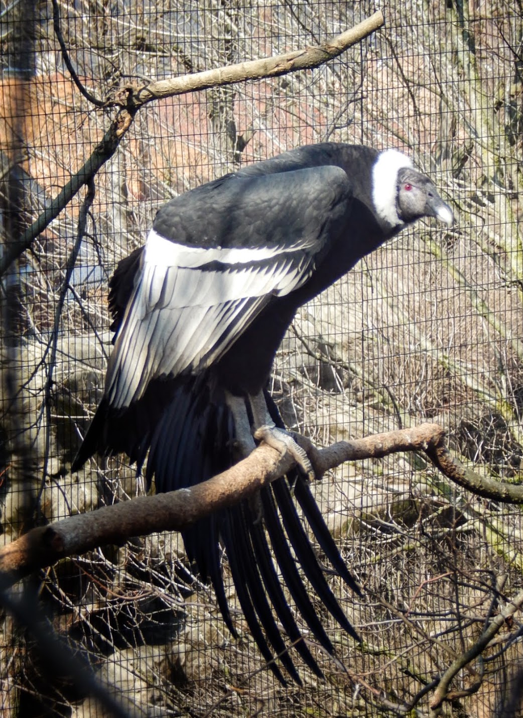 Mar. 2015 - Eagle Eyrie - Andean Condor