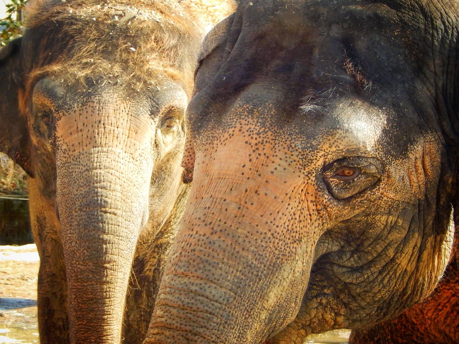 Mar. 2015 - Elephant Reserve - Jati + Schottzie