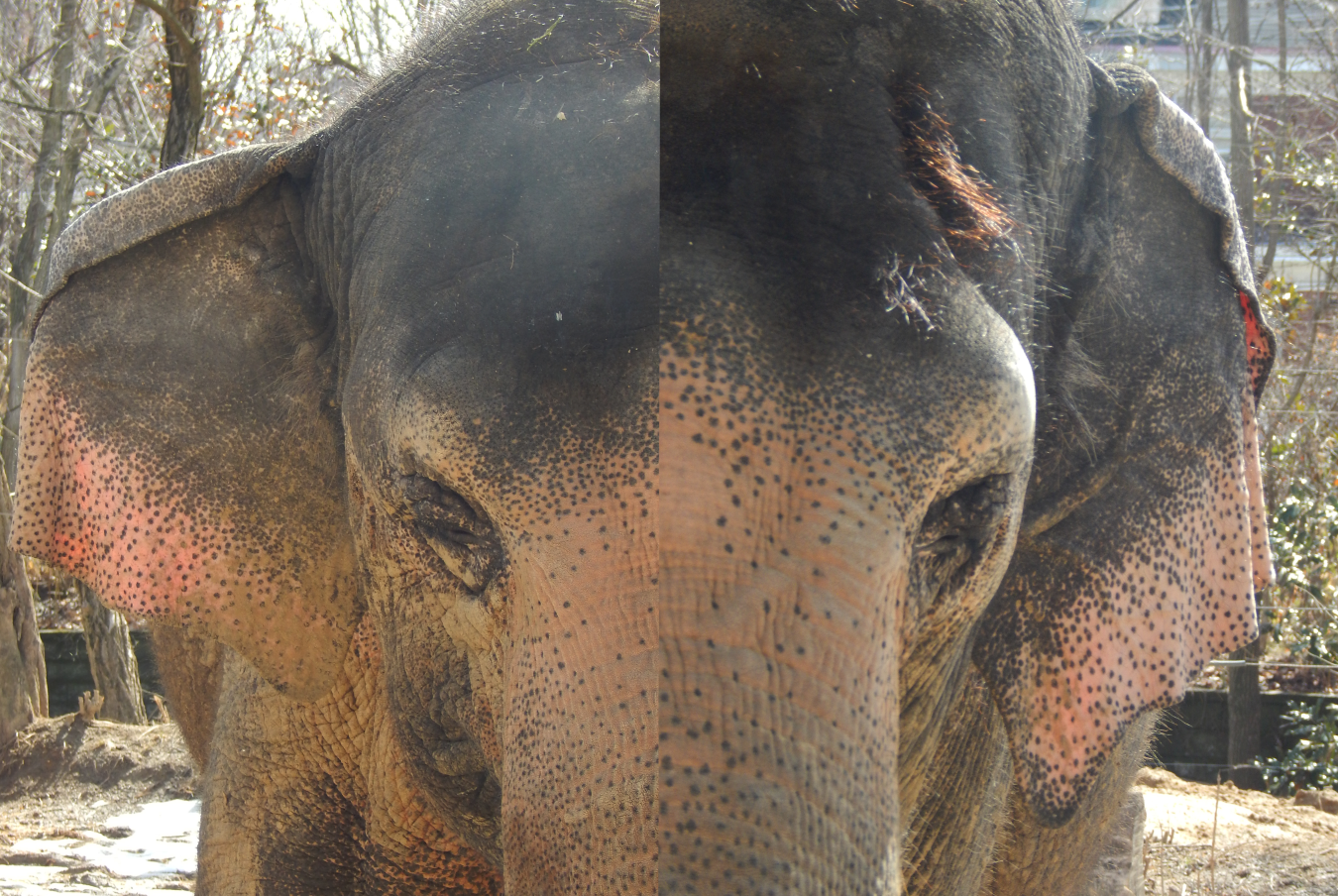 Mar. 2015 - Elephant Reserve - Jati + Schottzie