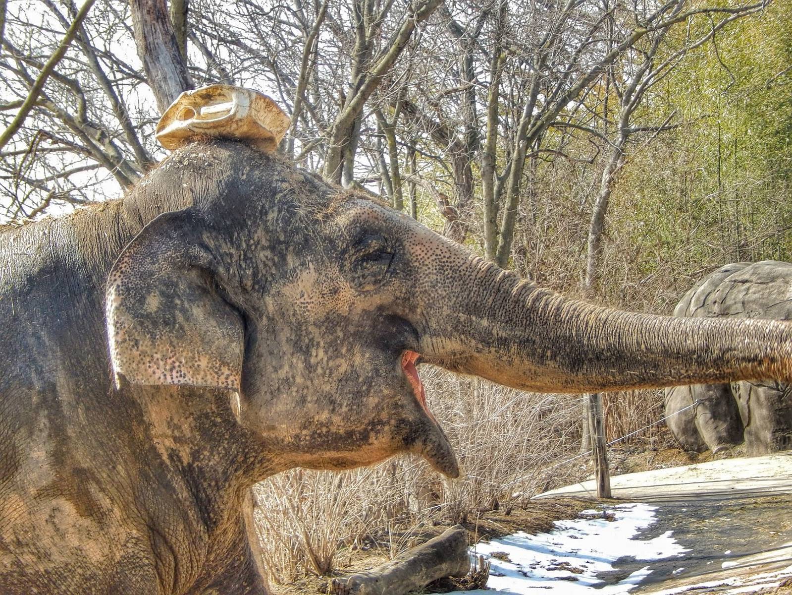 Mar. 2015 - Elephant Reserve - Mai-Thai (Look at her head)