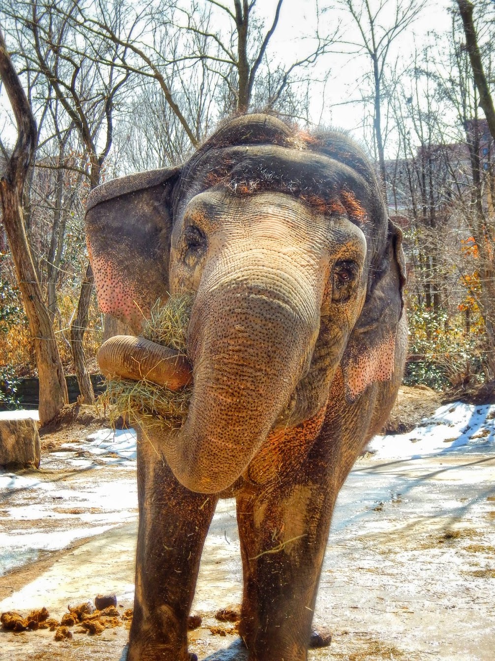 Mar. 2015 - Elephant Reserve - Schottzie