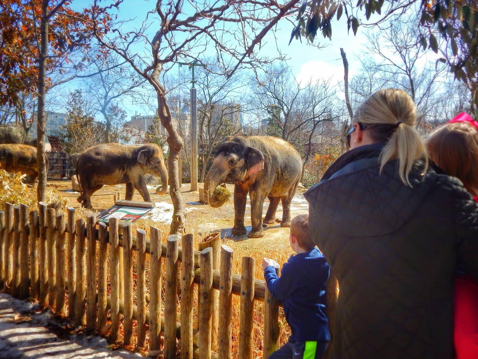 Mar. 2015 - Elephant Reserve - Viewing Schottzie, Jati, + Mai-Thai