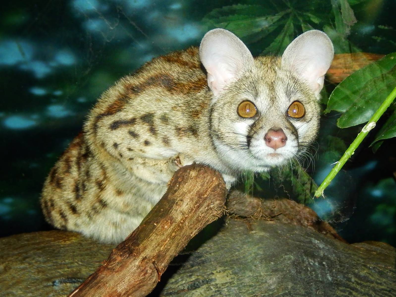 Mar. 2015 - Jungle Trails - Large-spotted Genet