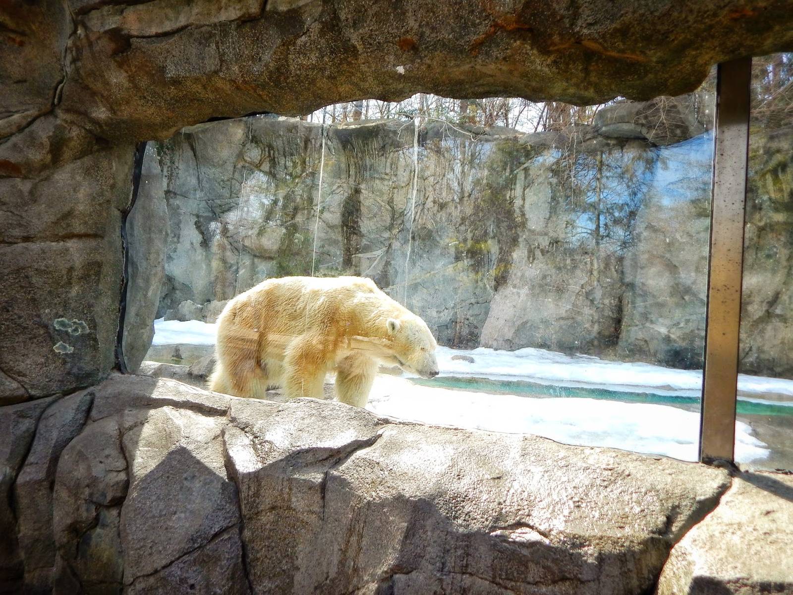 Mar. 2015 - Lords of the Arctic - Berit (Rare Sight)