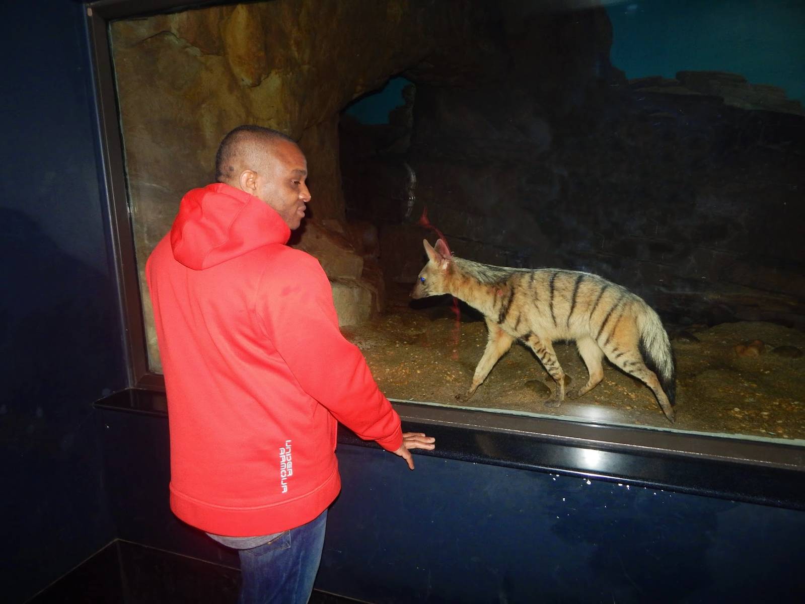 Mar. 2015 - Night Hunters - Aardwolf to Human Comparison