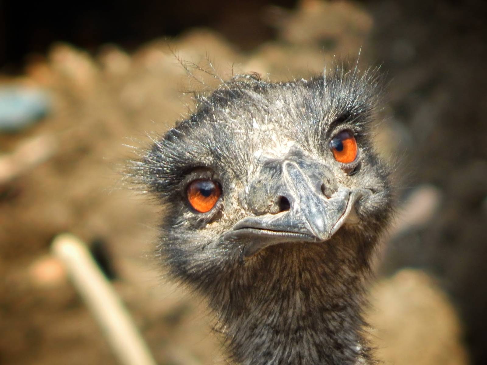 Mar. 2015 - Wildlife Canyon - Emu