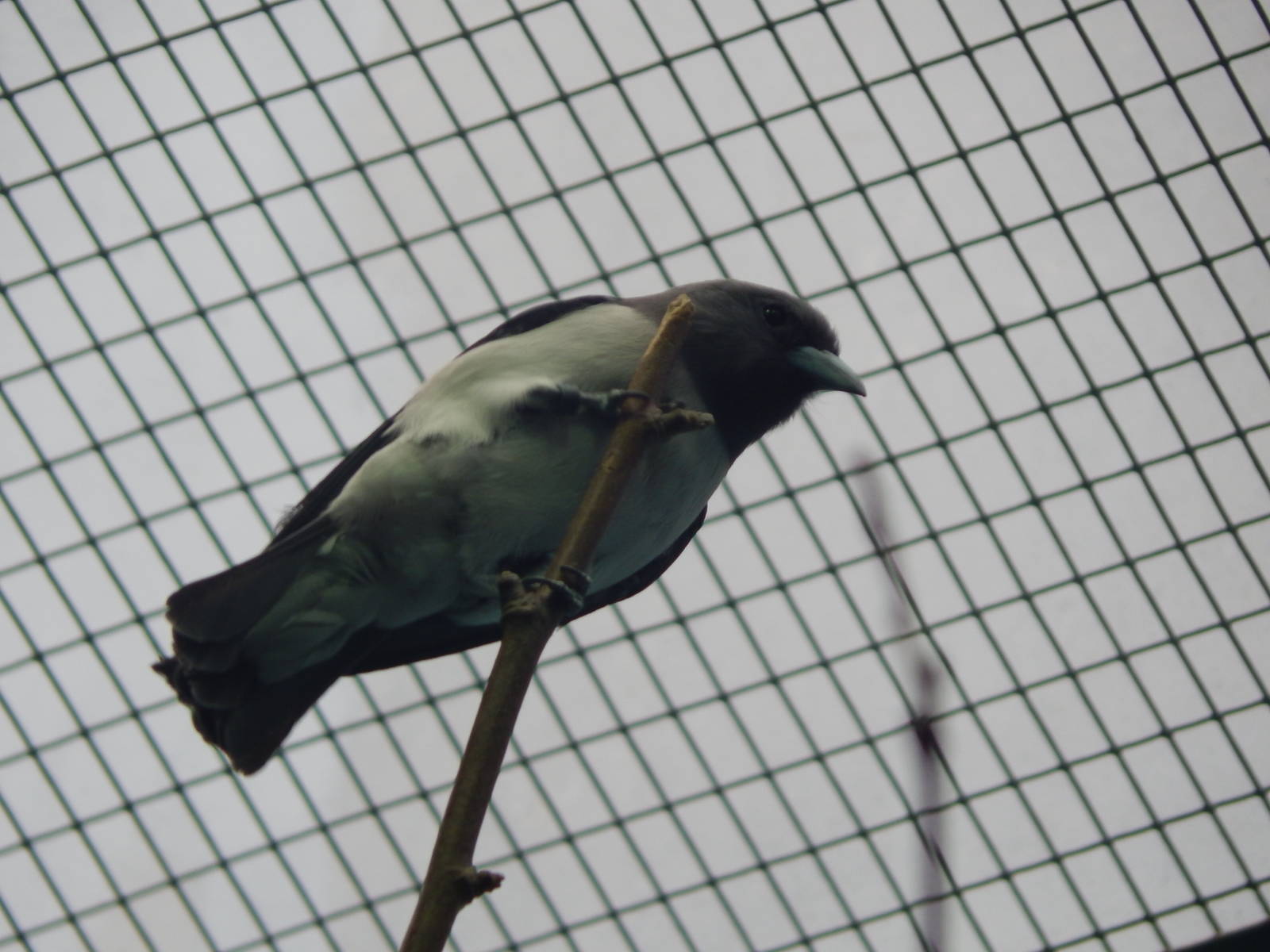 Mar. 2015 - Wings of the World - New Australiasian Species (Unidentified)