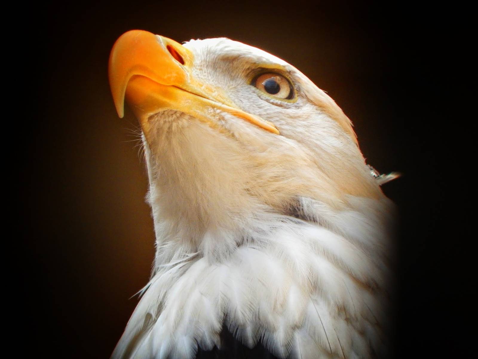 Mar. 2015 - Wings of Wonder - Sam (Bald Eagle)