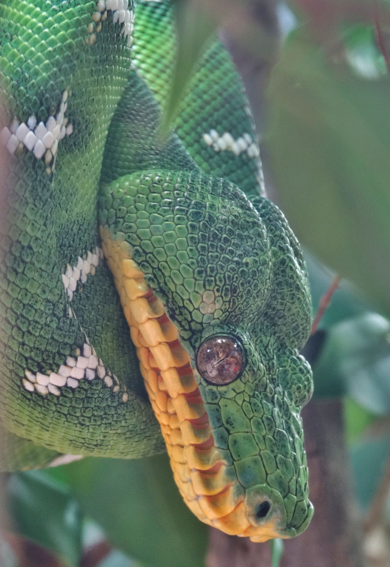 Mar. 2016 - Amazon Rising - Emerald Tree Boa