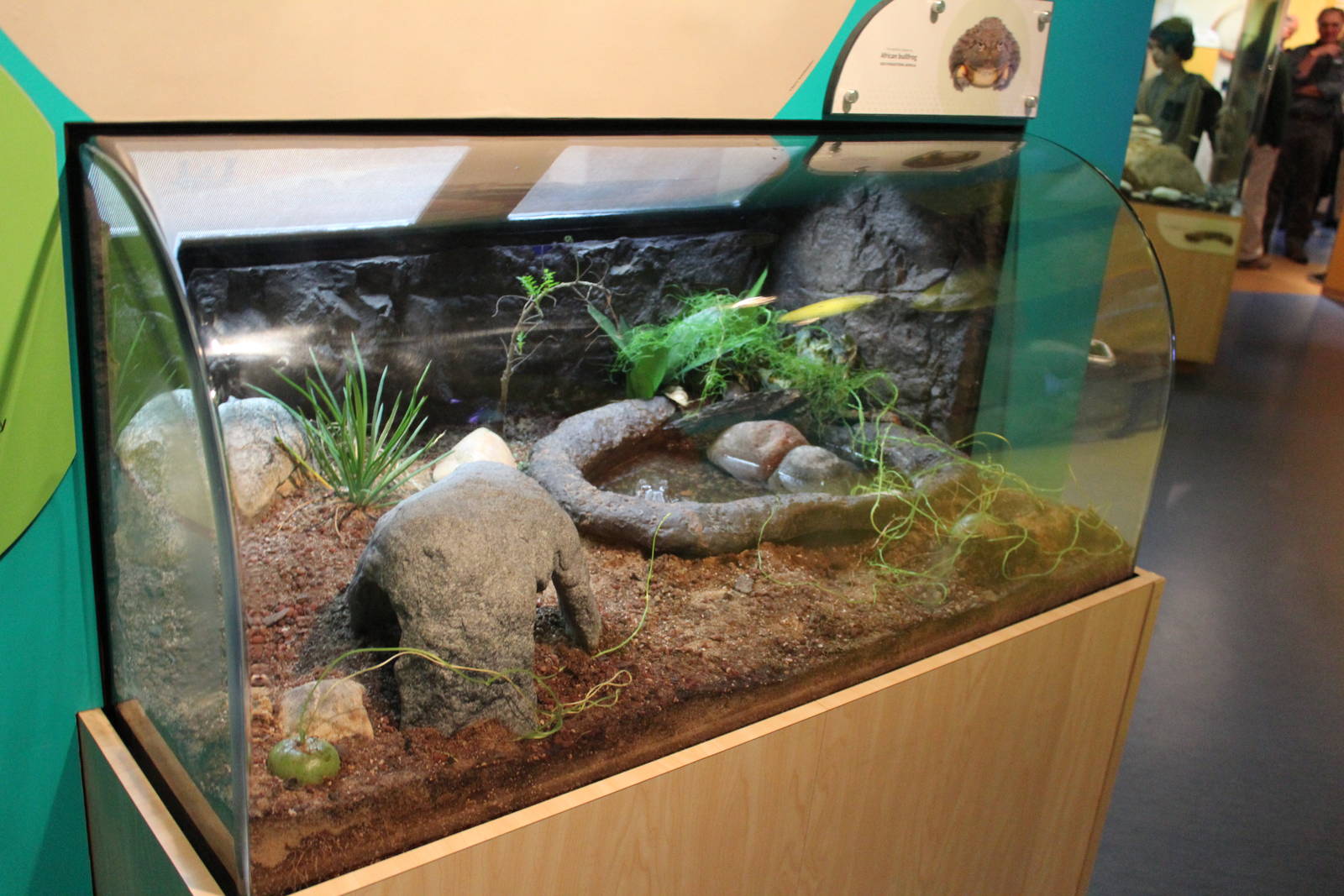 Mar. 2016 - Amphibians - African Bullfrog Exhibit