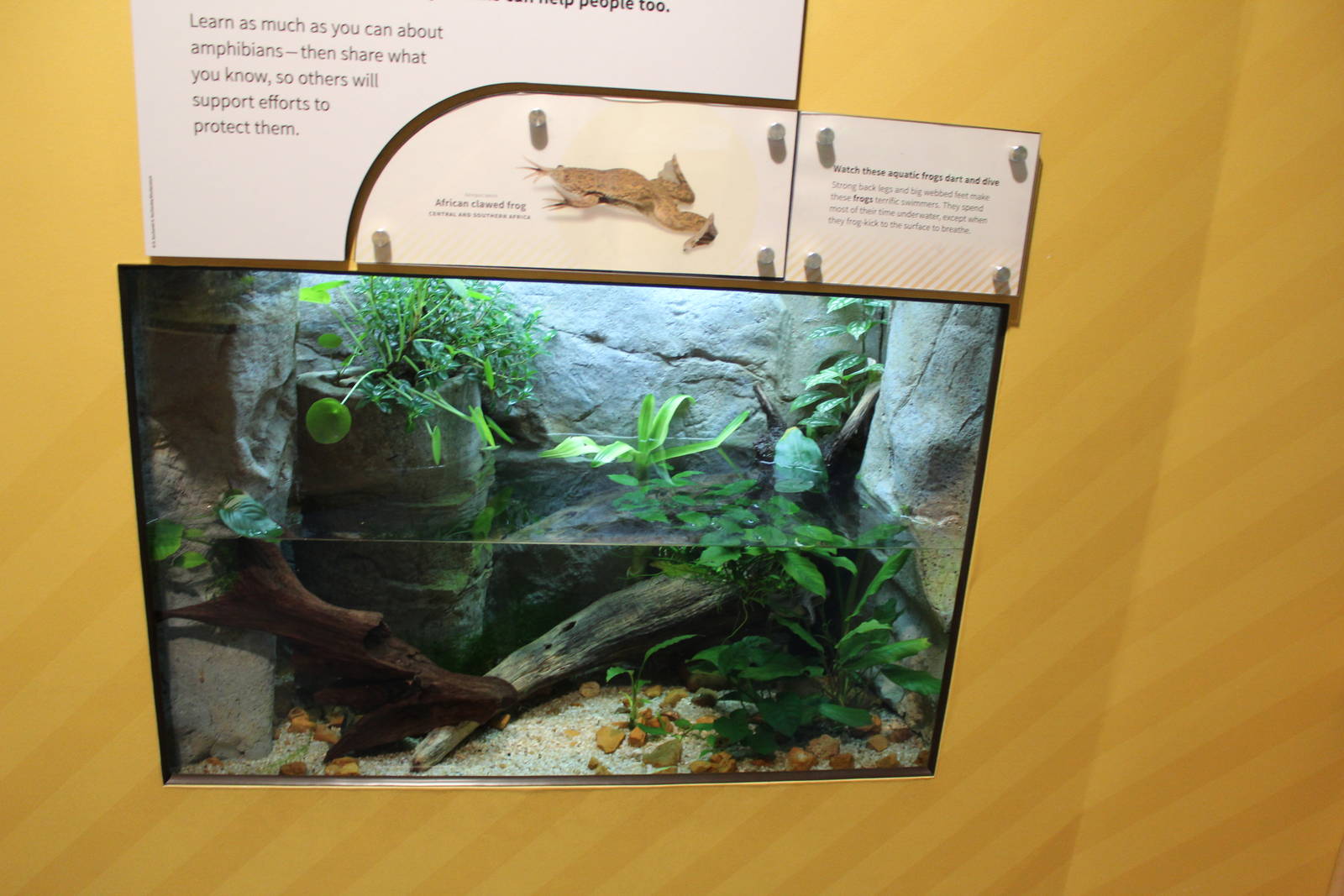 Mar. 2016 - Amphibians - African Clawed Frog Exhibit