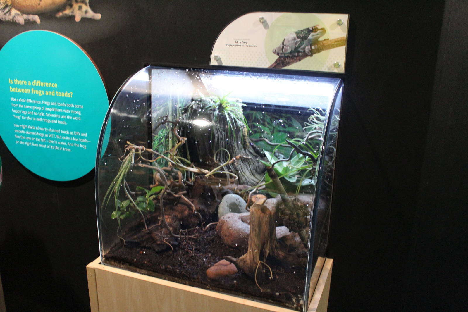 Mar. 2016 - Amphibians - Amazon Milk Frog Exhibit