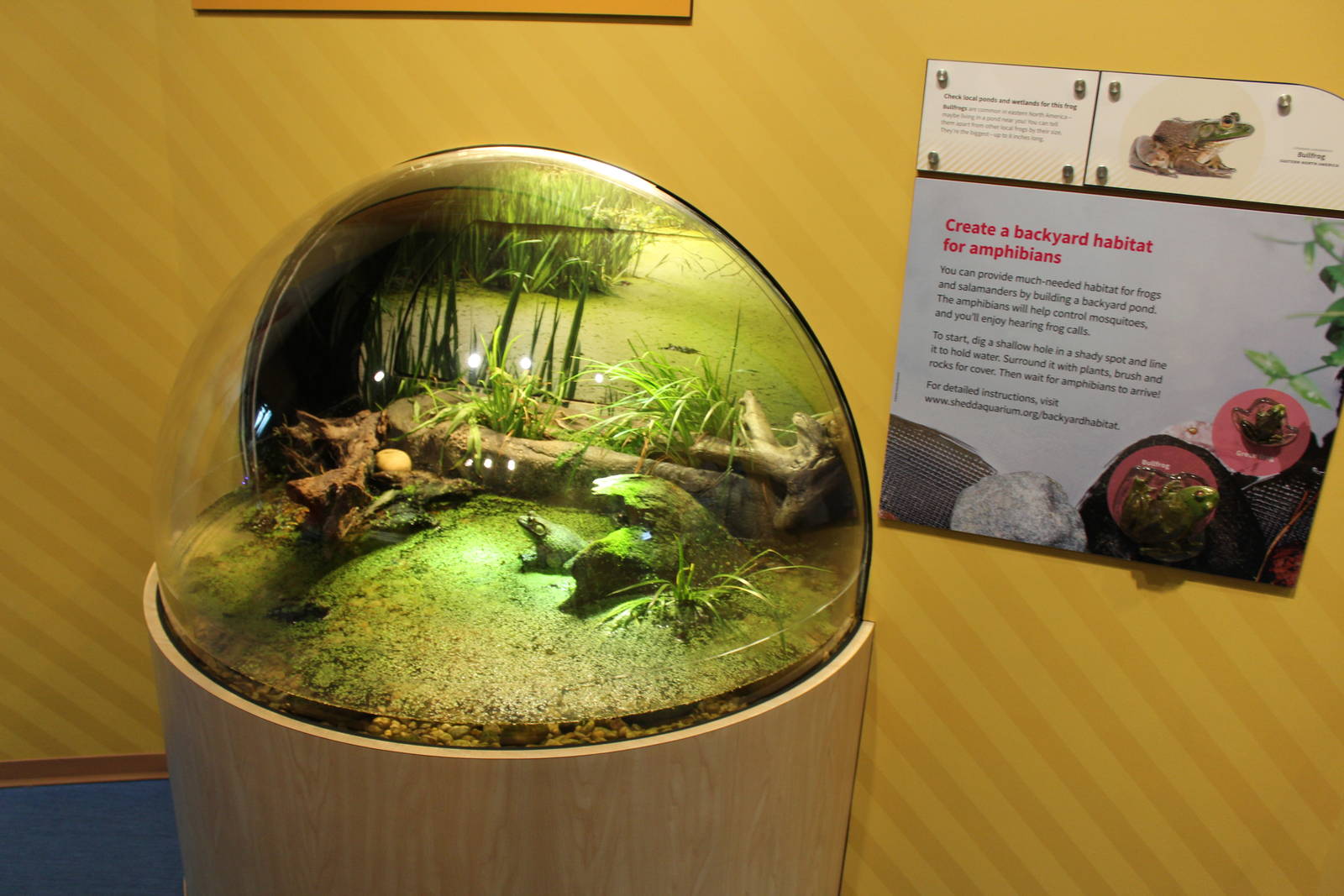 Mar. 2016 - Amphibians - Bullfrog Exhibit