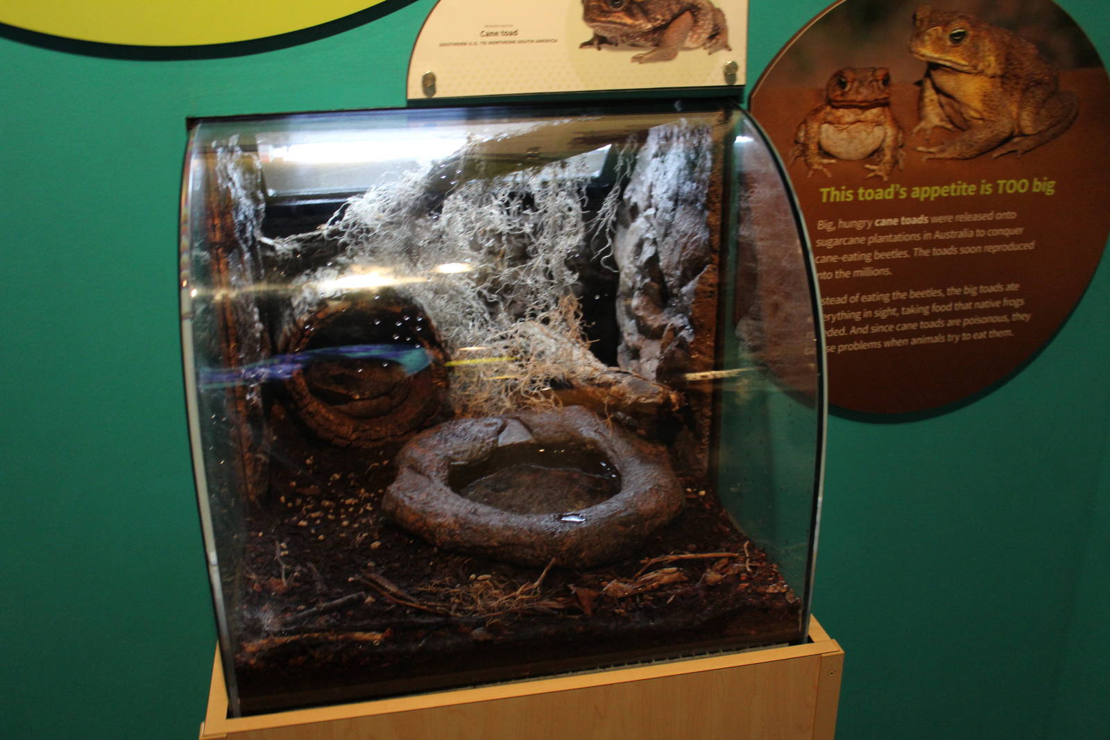 Mar. 2016 - Amphibians - Cane Toad Exhibit