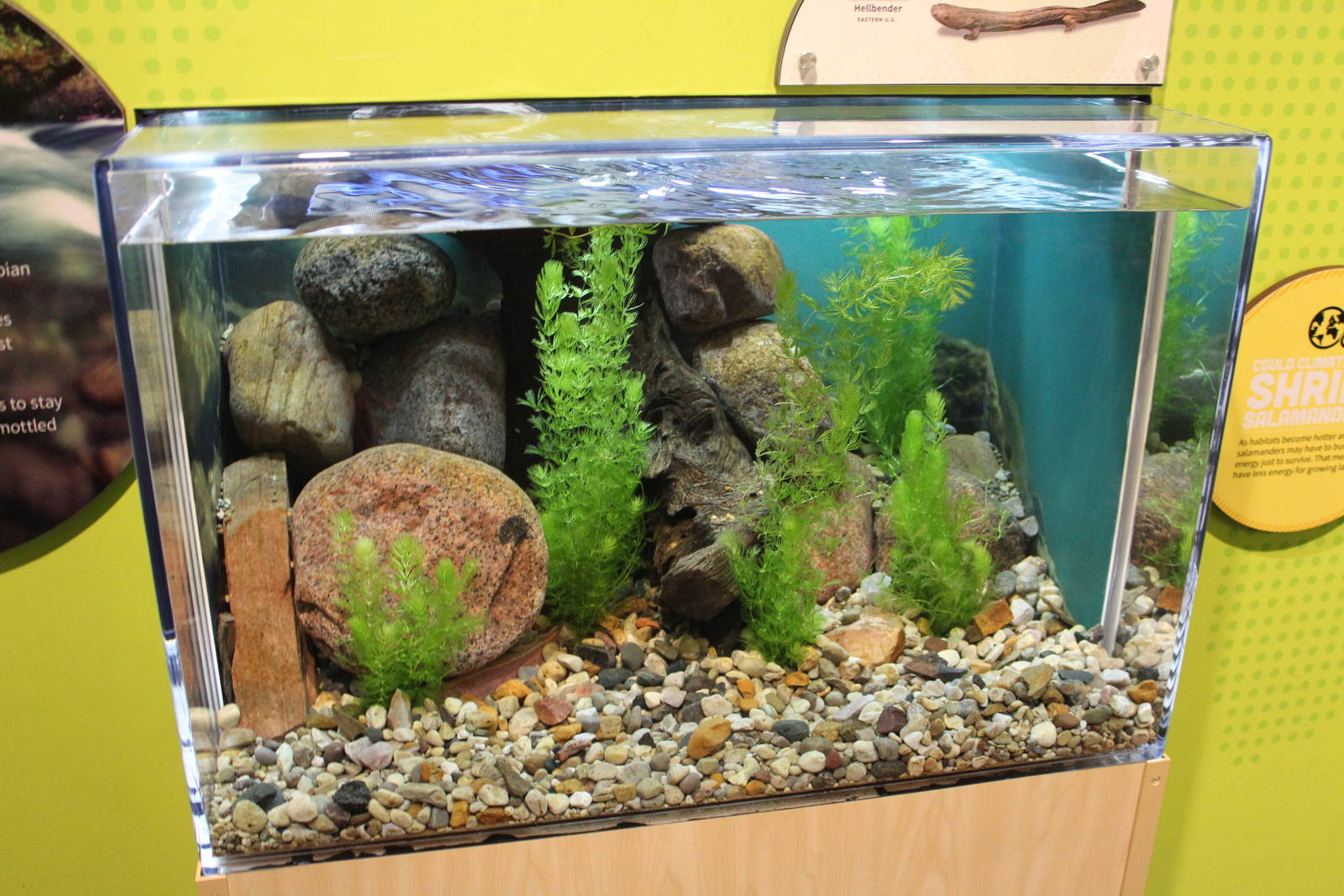 Mar. 2016 - Amphibians - Eastern Hellbender Exhibit