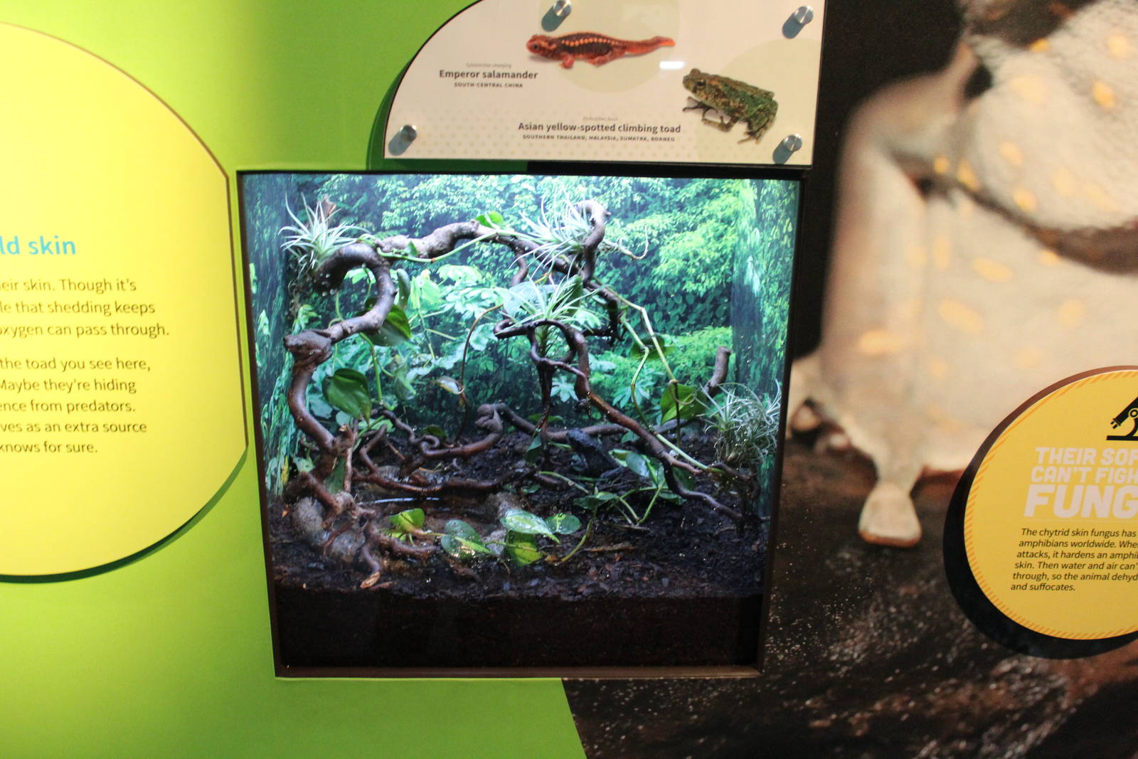 Mar. 2016 - Amphibians - Emperor Salamander + Yellow-spotted Climbing Toad