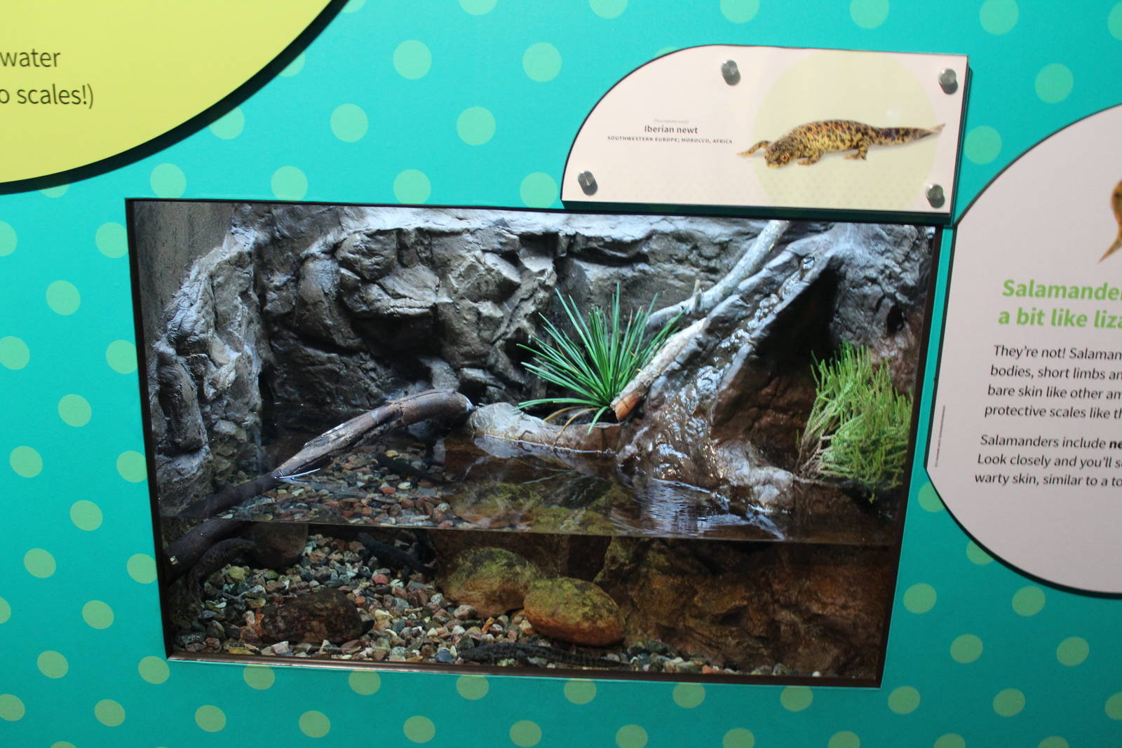 Mar. 2016 - Amphibians - Iberian Newt Exhibit