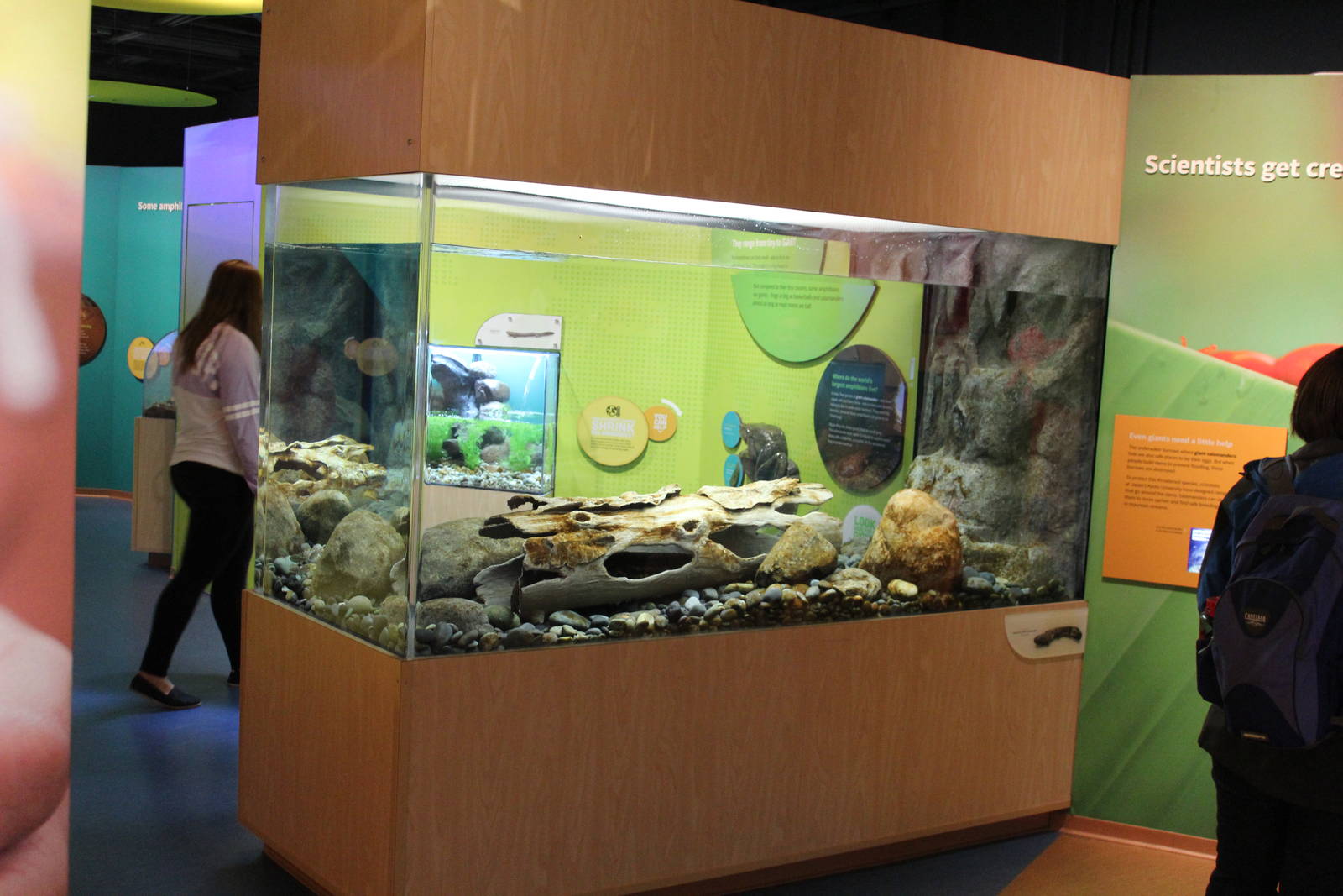 Mar. 2016 - Amphibians - Japanese Giant Salamander Exhibit