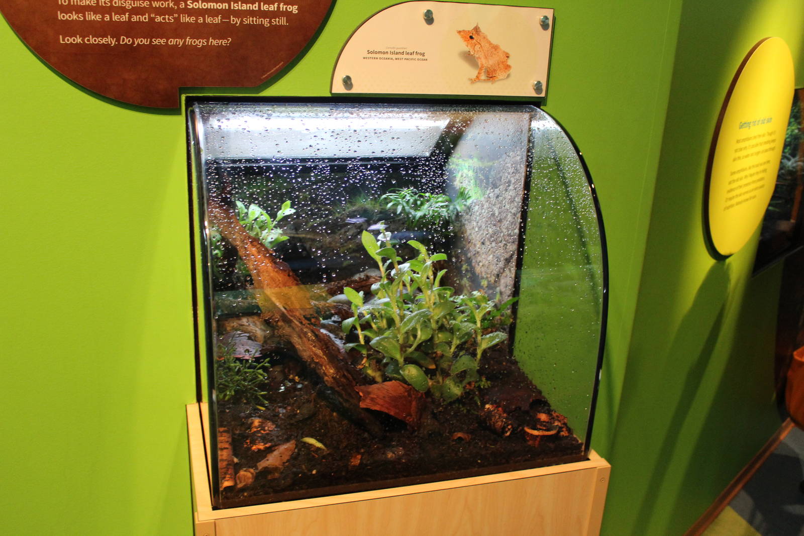 Mar. 2016 - Amphibians - Solomon Island Leaf Frog Exhibit