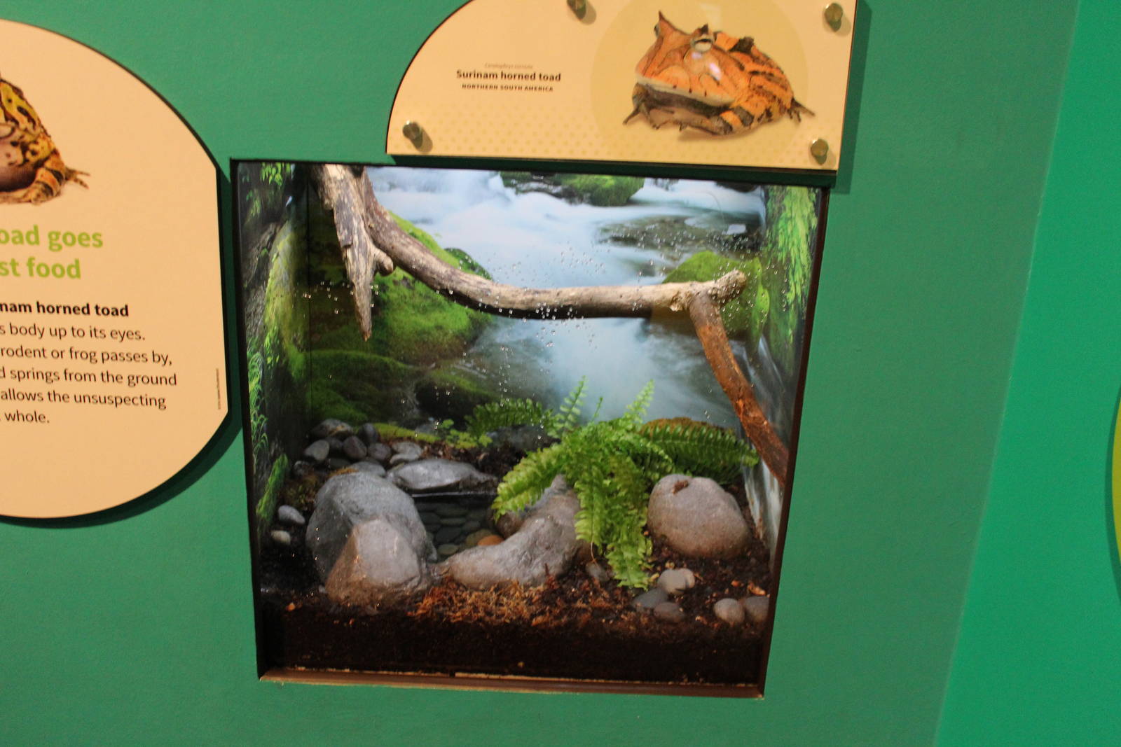 Mar. 2016 - Amphibians - Surinam Horned Toad Exhibit