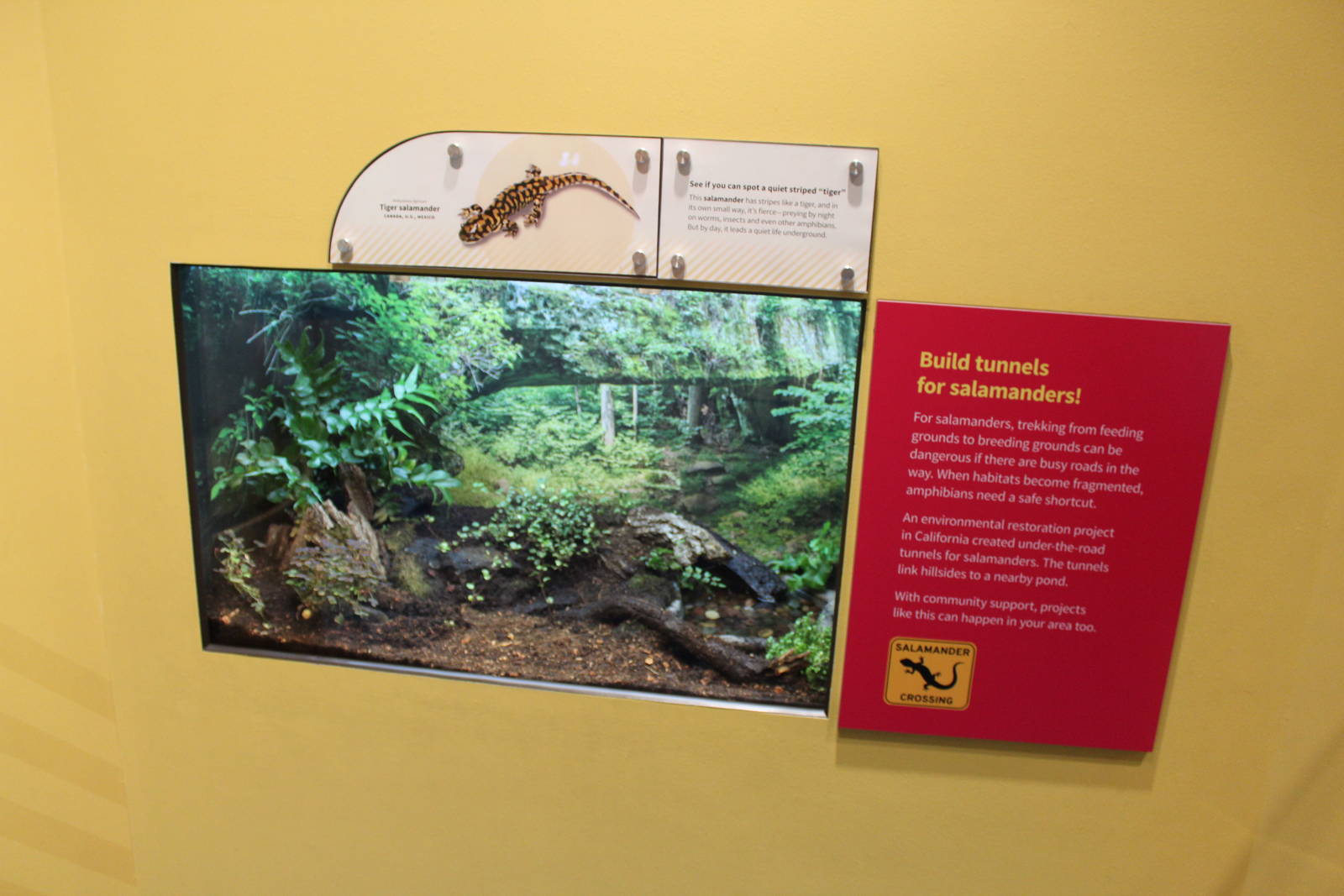 Mar. 2016 - Amphibians - Tiger Salamander Exhibit