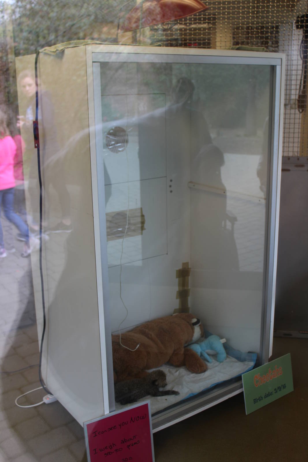 Mar. 2016 - Children's Zoo - Cheetah Cub Holding