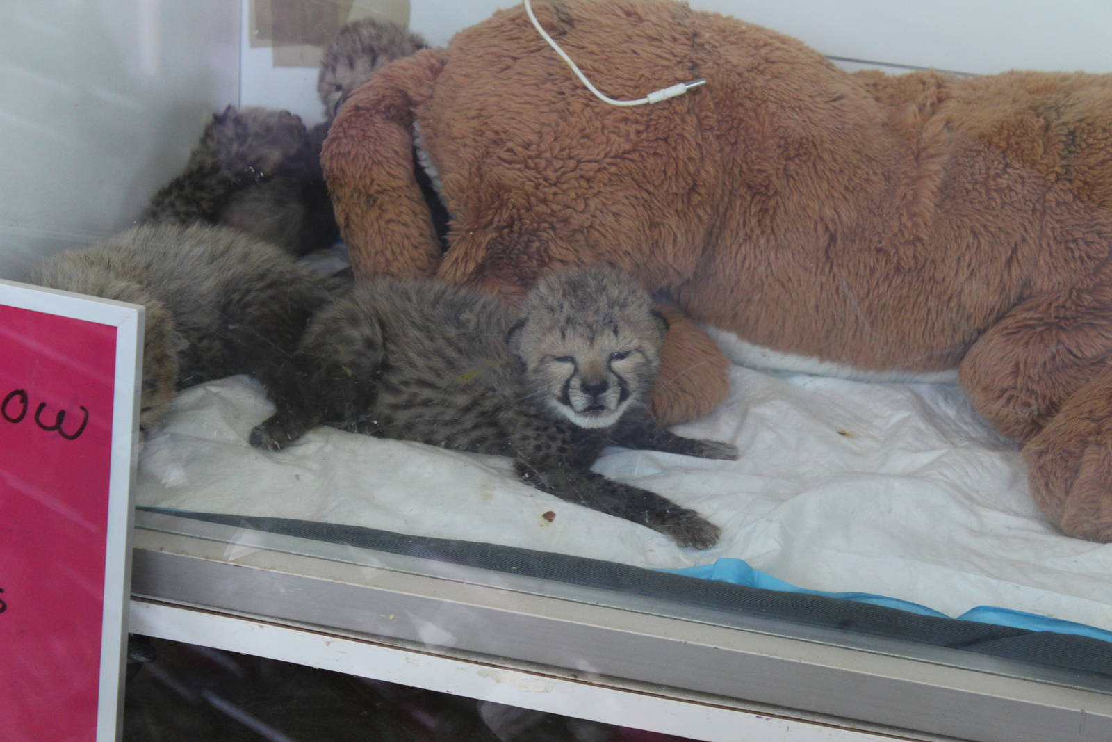 Mar. 2016 - Children's Zoo - Cheetah Cub