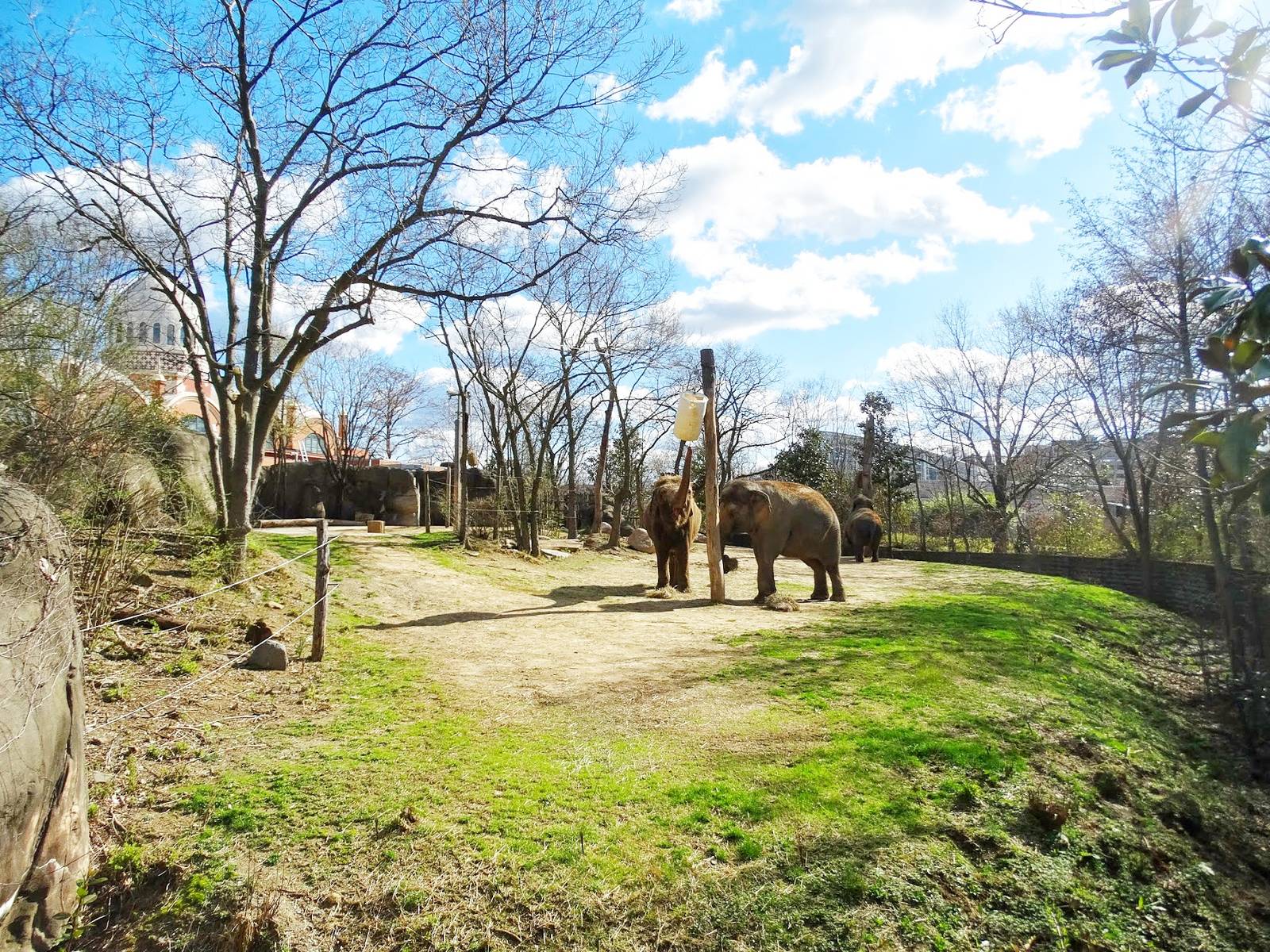 Mar. 2016 - Elephant Reserve - 20,000 sq. ft. Cow Exhibit